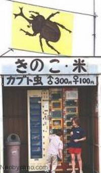 Автомат по продаже жуков