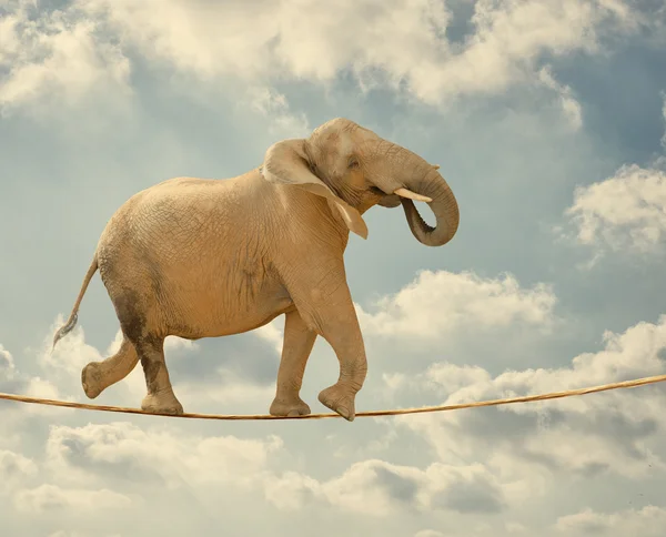 Слон, идущий на веревке — стоковое фото