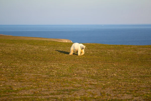 Необычная фотография: Полярный медведь на земле в период Полярный день. Архипелаг Новая Земля, Южный остров — стоковое фото