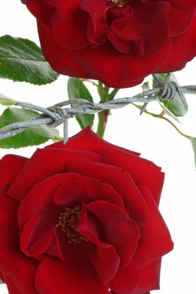 Тюрьму розы — стоковое фото